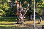 Візки на дереві, фото: Telegram