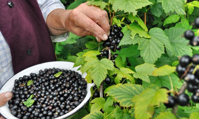 Черная смородина, скриншот: YouTube