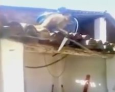 П'яна мавпа ганялася за клієнтом бару з ножем