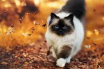 Котик осенью, WallpaperAccess