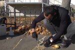 Скульптор латає тріщини в асфальті за допомогою золотої пудри, скріншот