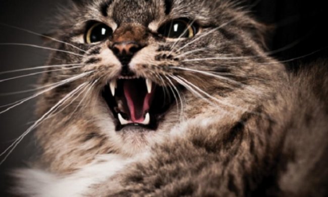 Кішка ціною власного життя затримала злодіїв