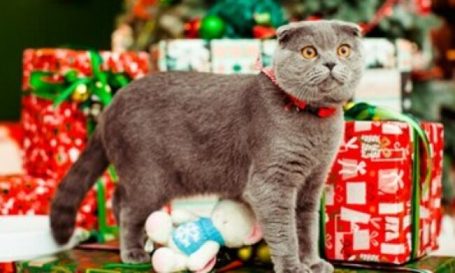 Котик. Фото Freepik