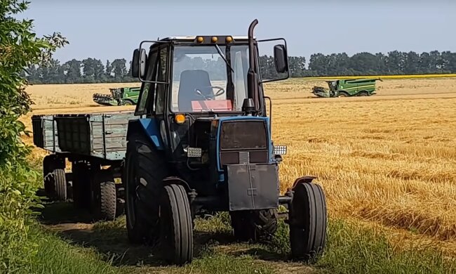 Пшеница, скриншот: Youtube