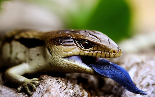 Вчені виявили незвичайну ящірку. Фахівці шоковані, адже такі мутанти у природі не виживають