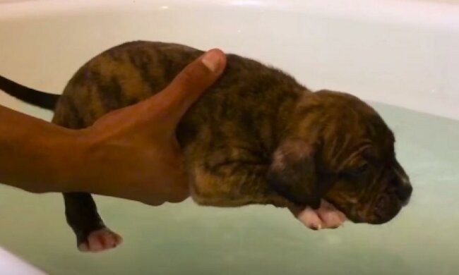 Як маленькі пітбулі вчаться плавати (відео)