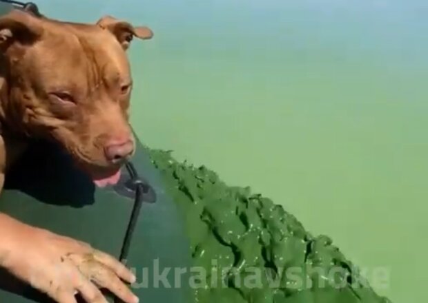 Цвіте вода в Дніпрі, скріншот з відео