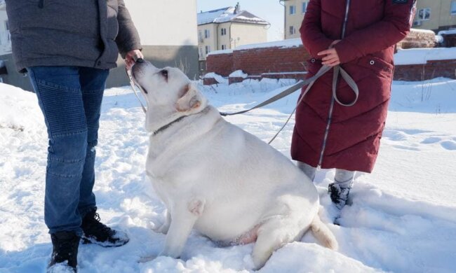 Хаммер до похудения / фото: Hornews