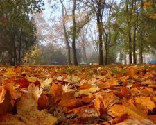 Осінь прикрасила Одесу яскравими кольорами та містичним туманом (фото)
