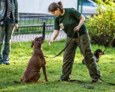 Меню из собачьих фекалий: владельцев четвероногих обвинили в диких вещах