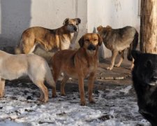 В Киеве собака бросилась на беременную