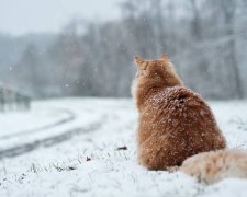 24 лютого: яке сьогодні свято