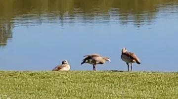 Нільські гуси, скріншот