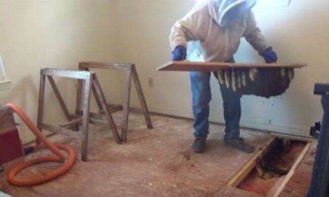 Жінка чула дивний гомін у підлозі, а виявилося, що вона живе в царстві небезпечних комах