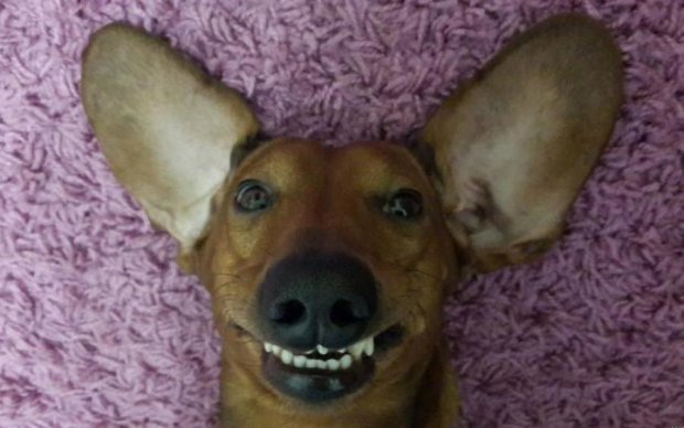 Собаки і посмішки. Вчені розгадали секрет
