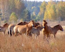 Лошади Пржевальского