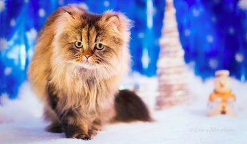 Неймовірна краса і грація кішок (фото)