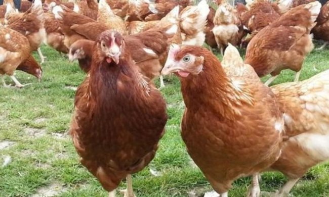 Куры оказались умнее собак