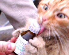 Котик, скріншот: YouTube