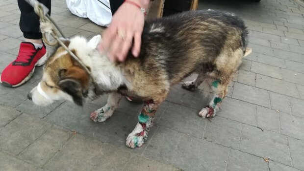 Полицейский в Чехии оставил служебную собаку в машине в жару. Она умерла