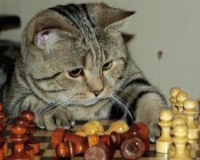 20 июля: какой сегодня праздник
