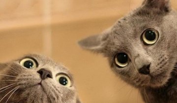 Ученый-исламист запретил фотографировать котиков