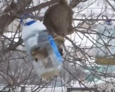 Российский кот рискнул жизнью ради украинского продукта (видео)