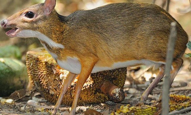 Японцы проредят Красную книгу