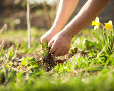 Человек, вырывающий сорняк. Фото: Freepik