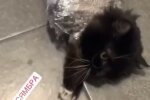 У Харкові шкуродерка замотала кота в скотч і зняла знущання на відео - коли господар страшніший за ворога