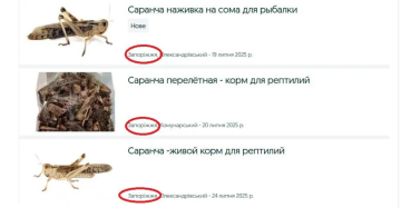 Українці продають сарану