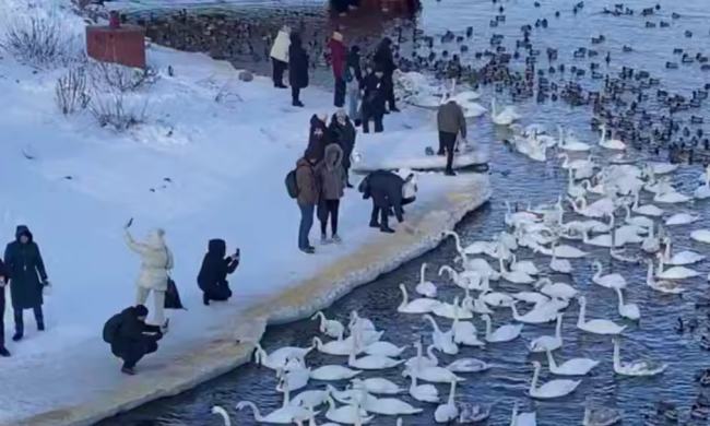 Украинцы, лебеди, кадр из видео