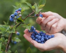 ЕС приглашает украинцев собирать ягоды