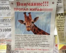 Жирафа-беглеца разыскивают в Одессе