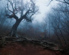 Дерево дьявола и шкатулка нацистов: самые фантастические находки в лесу