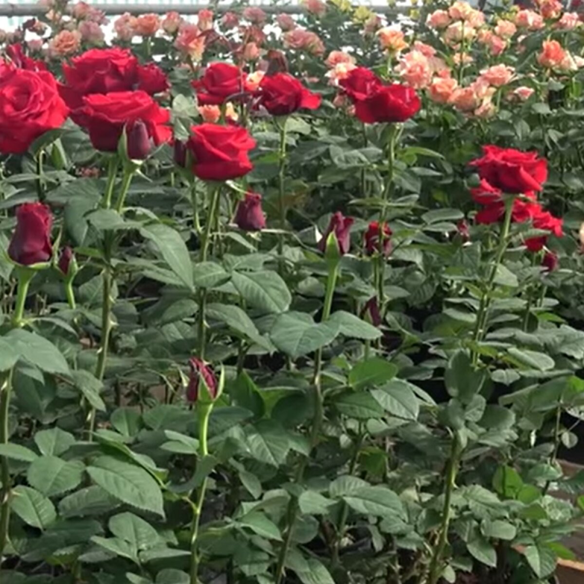 История появление и изготовления вечной розы в колбе. Делаем розу в домашних условиях 📖