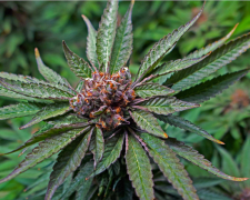 Китайцы заинтересовались украинской коноплей