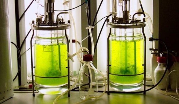 Найденные идеальные «суперводорости» для производства биотоплива