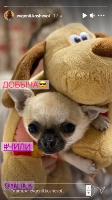 Stories Євгена Кошового, скріншот: Instagram