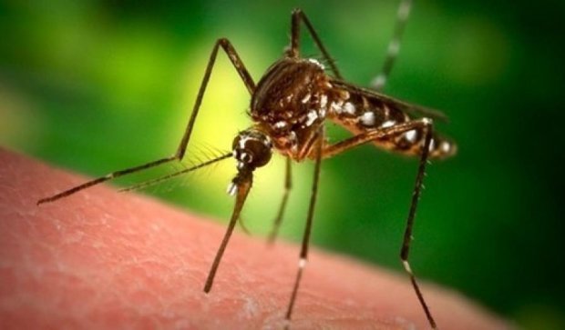 Вскоре в Украину придет малярия - епидемиологи