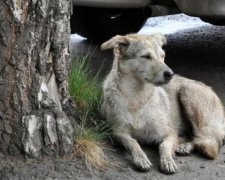 Шкуродери чи садисти: невідомі жорстоко познущалися над собакою