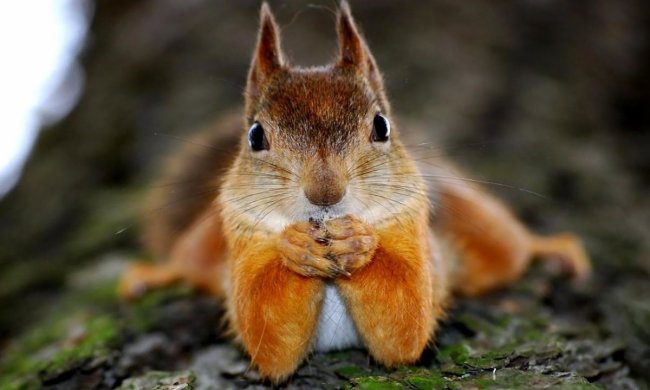 Кумедний перекус білки підірвав мережу. Здається, людська їжа припала їй до смаку