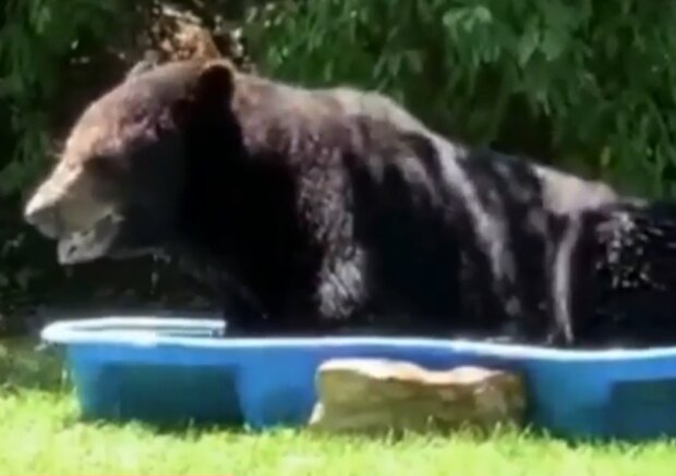 Медведь в детском бассейне, скриншот видео