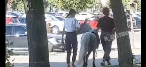 Пони в Харькове, фото: скриншот из видео