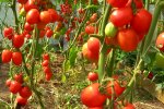 Вирощування помідорів, скріншот: YouTube