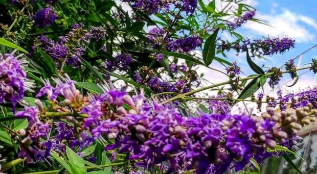 У Запоріжжі розквітло унікальне Авраамове дерево: "перець" і ліки давніх європейців