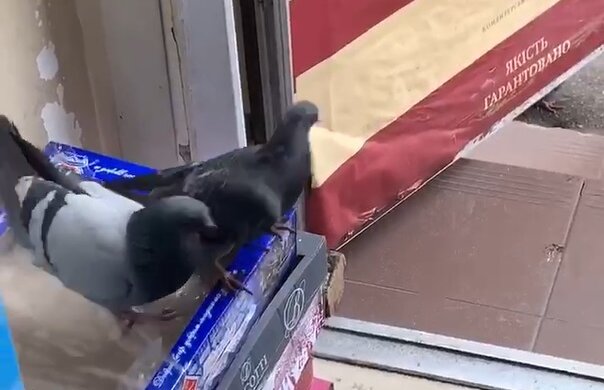 Голуби в магазине, фото Telegram