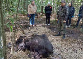 Держекоінспектори врятували лося
