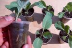 Рассада, кадр из видео