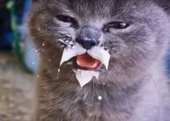 Котик, скриншот: Youtube